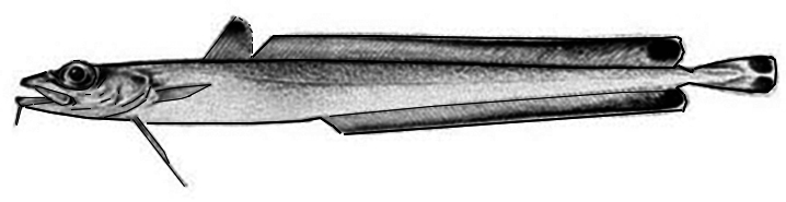 Molva macrophthalma_0011.jpg